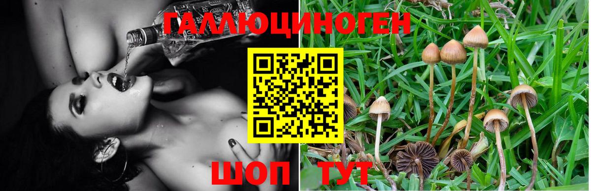 Псилоцибиновые грибы Psilocybe  Вход с VPN  Галлюциногенные грибы Magic Shrooms  купить  сайты  Саранск 